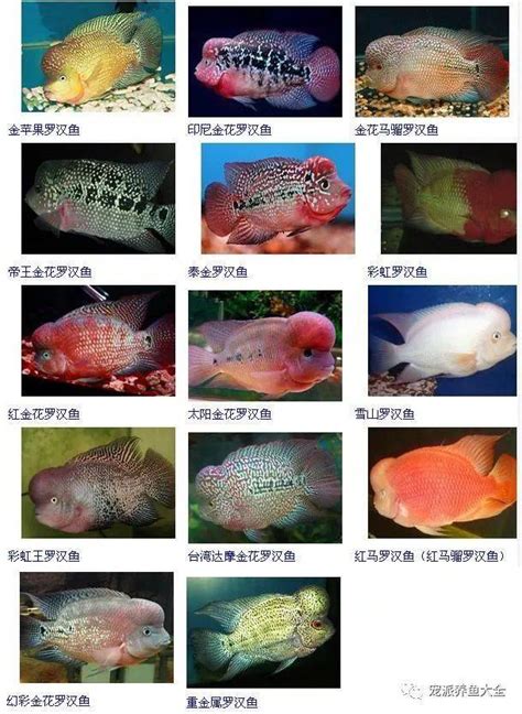 小羅漢魚